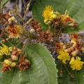 R26_Phalsa Flowers (Grewia asiatica)