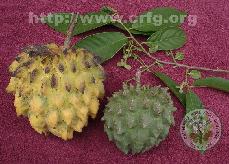 R28_Rollinia deliciosa Fruits Flowers Seeds