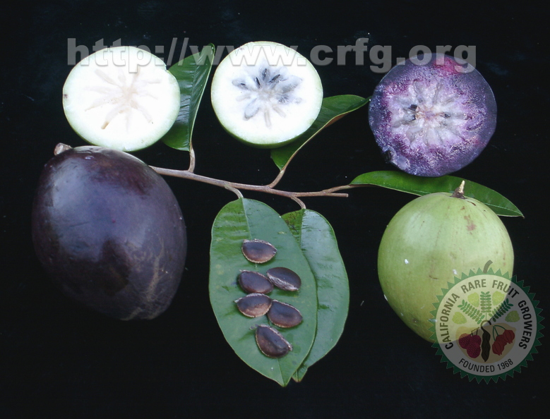 R38_Starapples_Purple_and_Green_with_Seeds.jpg