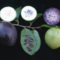 R38_Starapples Purple and Green with Seeds