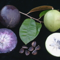 R39_Starapples Purple and Green