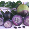 R43_Two Purple Starapple Varieties Crossectioned