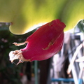 S01_Epiphyllum