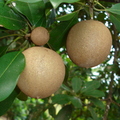 T001_Achras ou Manilkara sapota - Sapotaceae - Maceió - AL - Brazil - 27_07_2005  - Anestor Mezzomo