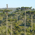 T010_Araucaria angustifolia - Aaraucariaceae - Parque Aparados da Serra - RS - Brazil - 29_08_2004 - Anestor Mezzomo