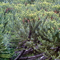 T013_Araucarua angustifolia - Male - Aracucariaceae Fragraria ananassa - Rosaceae - Canelal - RS -  Brazil - 05_11_2006 - Anesto