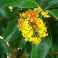 T023_Byrsonima sp - Murici da Amazônia - Malpighiaceae - Antônio Carlos - SC - Brazil - 21.01.2006 - Anestor Mezzomo