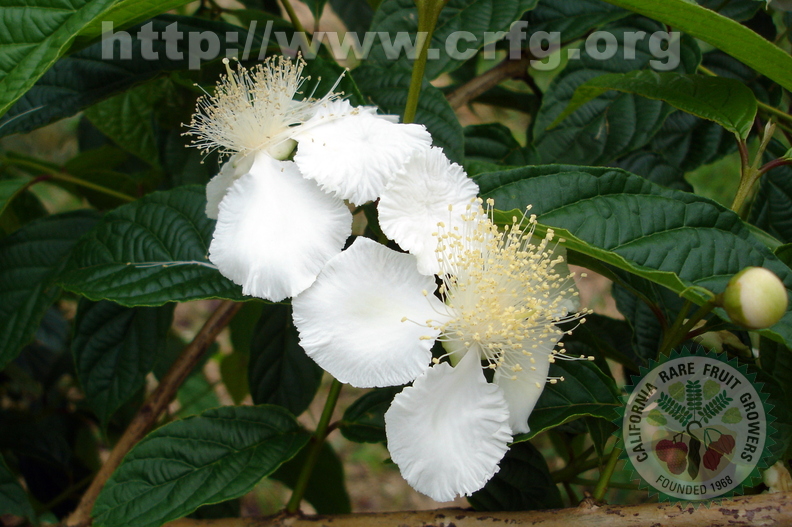 T026_Campomanesia_neriifolia_-_Myrtaceae_-__Ant__nio_Carlos_-_SC_-__Brazil_-_06_10_2005_-_Anestor_Mezzomo.jpg