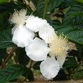 T026_Campomanesia neriifolia - Myrtaceae -  Antônio Carlos - SC -  Brazil - 06_10_2005 - Anestor Mezzomo