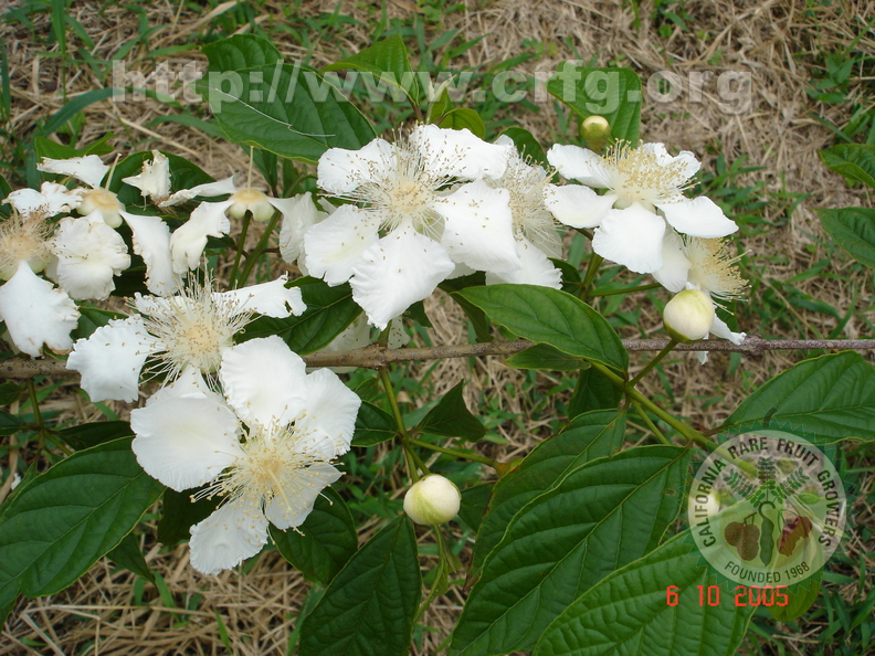 T027_Campomanesia_neriifolia_-_Myrtaceae_-_Itaja____-_SC_-_Brazil_-_06_10_2005_-_Anestor_Mezzomo.jpg