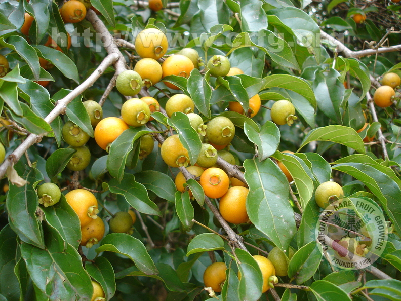T029_Campomanesia_xanthocarpa_-_Myrtaceae_-_Erval_Velho_-_SC_-_Brazil_-_26_12_2006_-_Anestor_Mezzomo.JPG