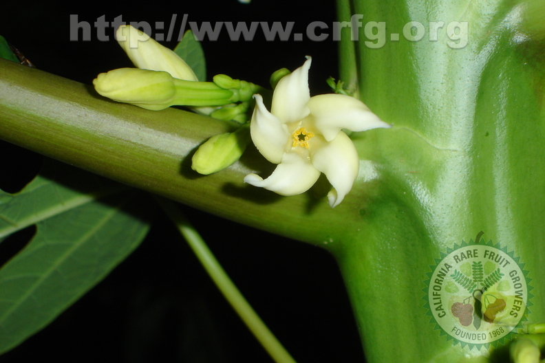 T033_Carica_papaya_-_Caricaceae_-_Female_flowers_-__Ant__nio_Carlos_-_SC_-_Brazil_-_23_03_2007_-_Anestor_Mezzomo.JPG