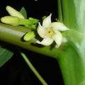 T033_Carica papaya - Caricaceae - Female flowers -  Antônio Carlos - SC - Brazil - 23_03_2007 - Anestor Mezzomo