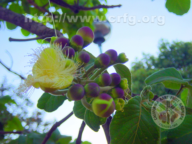 T035_Caryocar brasiliense - Caryocariaceae - Brasilia - DF - Brazil - 01_09_2004 - Anestor Mezzomo -1