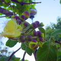 T035_Caryocar_brasiliense_-_Caryocariaceae_-_Brasilia_-_DF_-_Brazil_-_01_09_2004_-_Anestor_Mezzomo_-1.jpg