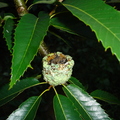 T036_Castanea sativa with nest of Amazilia sp - Fagaceae - Antônio Carlos - SC - Brazil - 25.01.2006 - Anestor Mezzomo