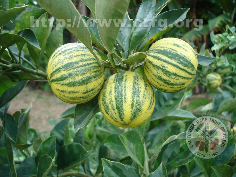 T037_Citrus sinensis var_ imperial - Rutaceae - Antônio Carlos - SC - Brazil - 30_12_2006 - Anestor Mezzomo