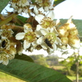 T051_Eriobotrya japonica - RosaceaeMalpighia - Itajaí - SC - Brazil - 01.04.2007 - Anestor Mezzomo