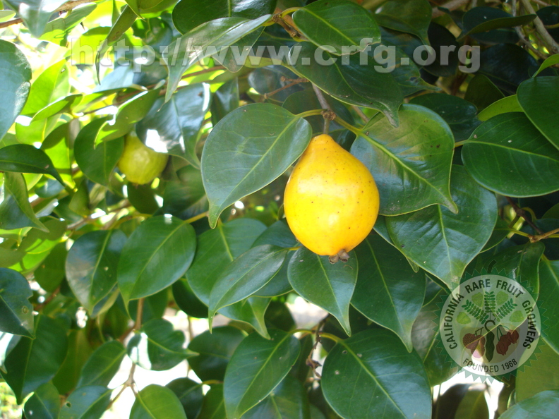 T054_Eugenia copacabensis - Myrtaceae - Rio de Janeiro - RJ -  Brazil - 23_03_2006 - Anestor Mezzomo