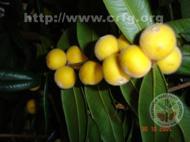 T056_Eugenia or Plinia tomentosa - Myrtaceae -  Antônio Carlos - SC - Brazil - 30_10_2006 - Anestor Mezzomo