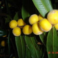 T056_Eugenia or Plinia tomentosa - Myrtaceae -  Antônio Carlos - SC - Brazil - 30_10_2006 - Anestor Mezzomo