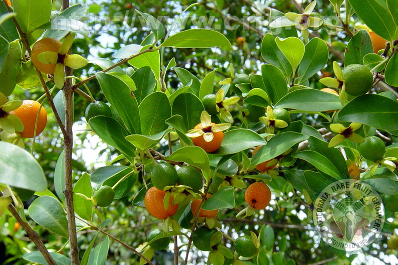 T057_Eugenia speciosa - Myrtaceae - Florianópolis - SC - Brazil - 31.01.2004 - Anestor Mezzomo