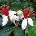 T062_Feijoa sellowiana - Myrtaceae -  Antônio Carlos - SC -  Brazil - 21_10_2006 - Anestor Mezzomo