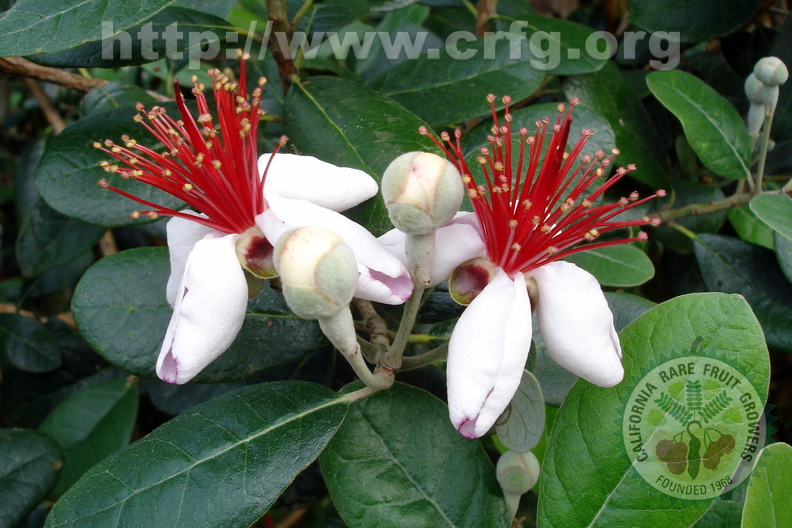T063_Feijoa sellowiana - Myrtaceae -  Antônio Carlos - SC -  Brazil - 21_10_2006 - Anestor Mezzomo_001
