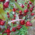 T066_Hibiscus sabdariffa - Malvaceae - Antônio Carlos - SC - Brazil - 11_05_2006 - Anestor Mezzomo