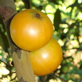 T069_Marlieria ou Plinia edulis - Myrtaceae - Biguaçu - SC - Brazil - 11.02.2005 - Anestor Mezzomo