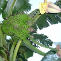 T072_Musa sp - Banana Dois Cachos - Musaceae -  Antônio Carlos - SC - Brazil - 25_03_2007 - Anestor Mezzomo