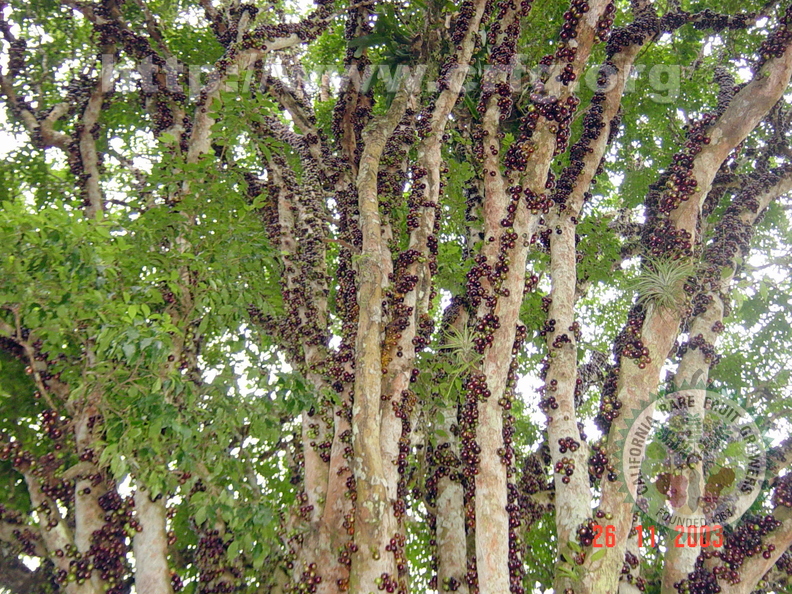 T079_Myrciaria ou Plinia cauliflora - Myrtaceae - Antônio Carlos - SC -  Brazil - 26_11_2003 - Anestor Mezzomo
