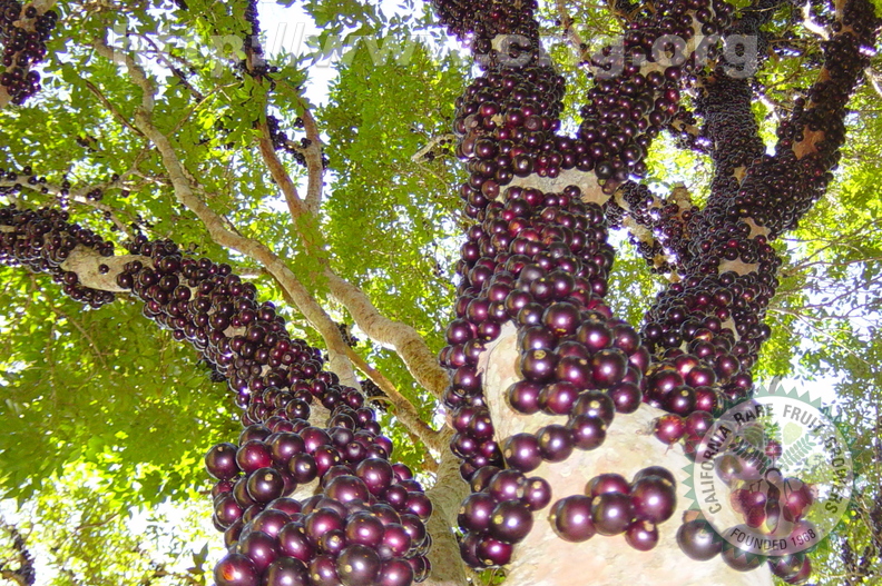 T080_Myrciaria ou Plinia cauliflora - Myrtaceae - Antônio Carlos - SC -  Brazil - 29_11_2003 - Anestor Mezzomo