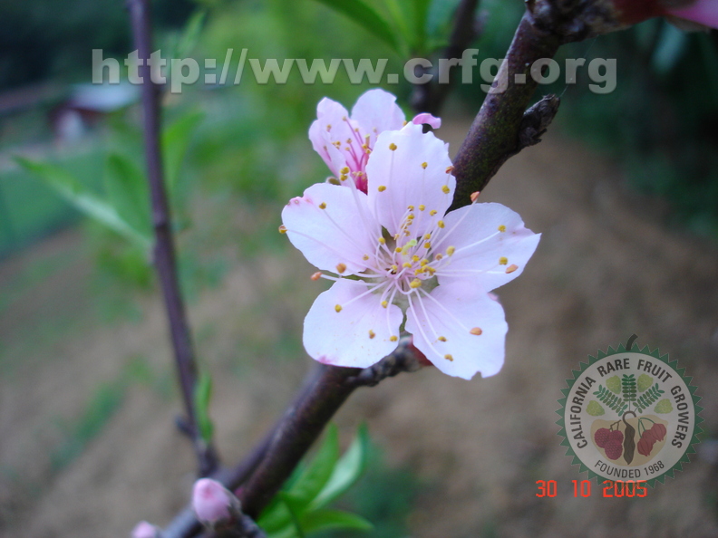 T087_Prunus persica - Rosacea -  Antônio Carlos - SC - Brazil - 30_10_2005 - Anestor Mezzomo