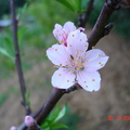 T087_Prunus persica - Rosacea -  Antônio Carlos - SC - Brazil - 30_10_2005 - Anestor Mezzomo
