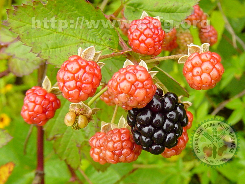T094_Rubus_fruticosus_-_Rosaceae_-__Porto_Uni__o_-_SC_-_Brazil_-_26_12_2003_-_Anestor_Mezzomo.jpg