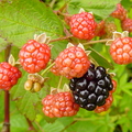 T094_Rubus fruticosus - Rosaceae -  Porto União - SC - Brazil - 26_12_2003 - Anestor Mezzomo