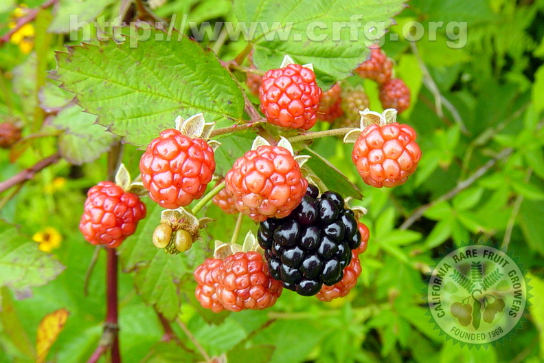 T095_Rubus_fruticosus_-_Rosaceae_-_Porto_Uni__o_-__SC_-__Brazil_-_26_12_2005_-_Anestor_Mezzomo.jpg