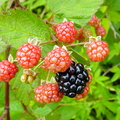 T095_Rubus fruticosus - Rosaceae - Porto União -  SC -  Brazil - 26_12_2005 - Anestor Mezzomo