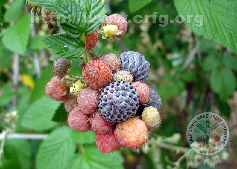 T097_Rubus niveus - Rosaceae -  Antônio Carlos - SC - Brazil - 20_03_2003 - Anestor Mezzomo