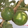 T099_Solanum lycocarpum - Solanaceae - Brasília - DF - Brazil - 19.04.2005 - Anestor Mezzomo