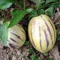 T100_Solanum muricatum - Solanaceae - Antônio Carlos - SC - Brazil - 21_10_2004 - Anestor Mezzomo
