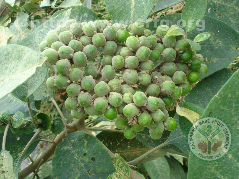 T101_Solanum paniculatum - Solanaceae - Antônio Carlos - SC -  Brazil - 13_11_2006 - Anestor Mezzomo