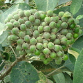 T101_Solanum paniculatum - Solanaceae - Antônio Carlos - SC -  Brazil - 13_11_2006 - Anestor Mezzomo