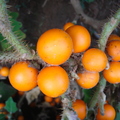 T102_Solanum quitoense - Solanaceae - Antônio Carlos - SC  - Brazil - 04_03_2007 - Anestor Mezzomo
