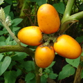 T104_Solanum sessiflorum - Solanaceae - Antônio Carlos - SC - Brazil - 16_04_2006 - Anestor Mezzomo
