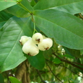 T107_Syzygyum aqueum - Myrtaceae Rio de Janeiro - RJ -  Brazil - 23_03_2006 - Anestor Mezzomo