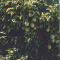 V03_Passiflora Edulus