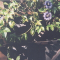 V05_Passiflora Edulus