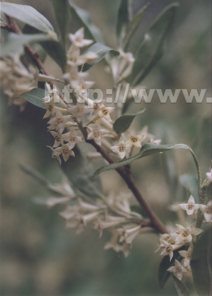 X02_Russian_Olive_Blossoms.jpg